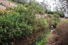 Dendrophorbium