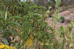 Cleome longifolia
