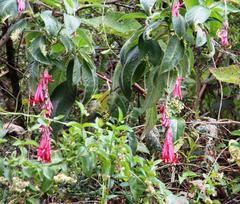 Fuchsia boliviana