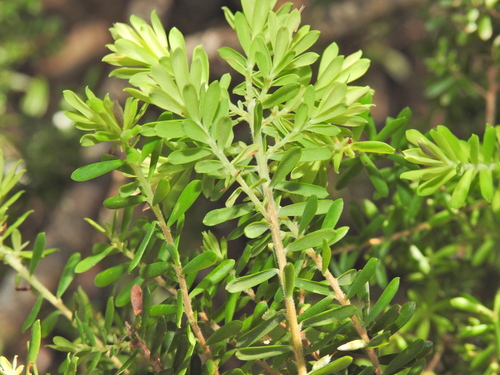 Image of Styphelia margarodes by (c) Scott W. Gavins, some rights reserved (CC BY)