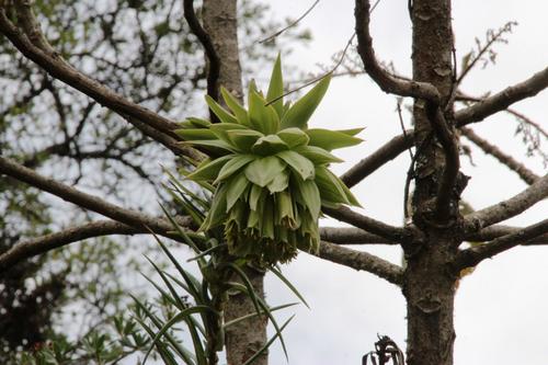 Bomarea involucrosa (Bomarea involucrosa)