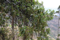 Escallonia herrerae