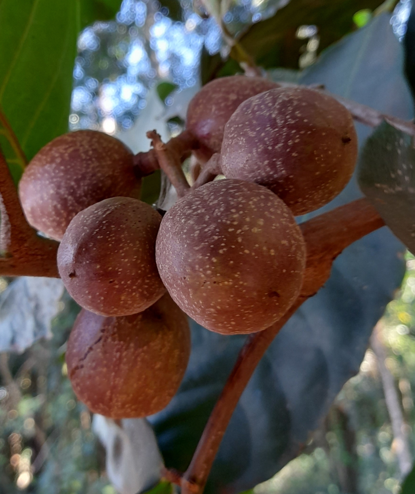 Imagem de Cedro-branco