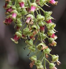 Escallonia herrerae