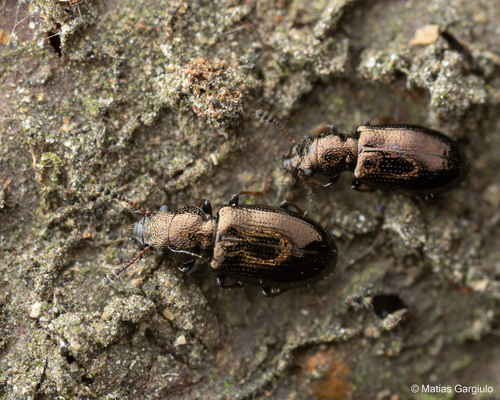 Lissodema glaberrima · iNaturalist