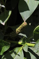 Phytolacca bogotensis