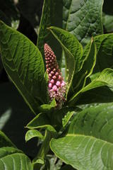 Phytolacca bogotensis
