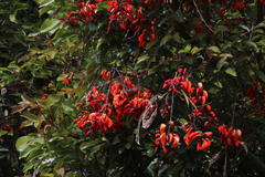 Elliotomyia chionogaster