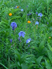 Aquilegia jucunda