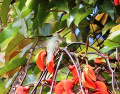 Elliotomyia chionogaster