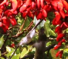 Elliotomyia chionogaster