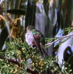 Elliotomyia chionogaster