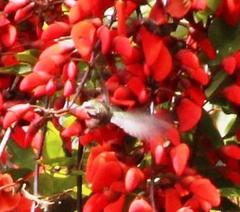 Elliotomyia chionogaster