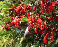 Elliotomyia chionogaster