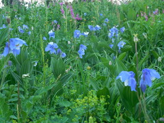 Aquilegia jucunda