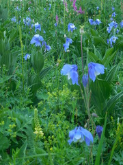 Aquilegia jucunda