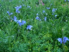 Aquilegia jucunda