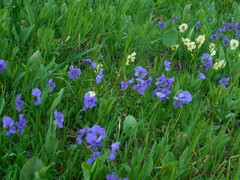 Viola altaica