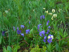 Viola altaica
