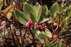 Gaultheria glomerata