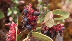 Gaultheria glomerata