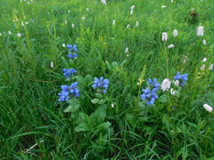 Dracocephalum grandiflorum