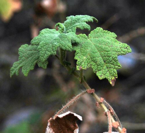 Jungia rugosa, photograph 1