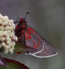 Metardaris cosinga