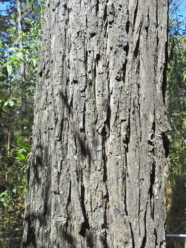 Image of Callitris columellaris by (c) Scott W. Gavins, some rights reserved (CC BY)