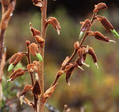 Puya ferruginea