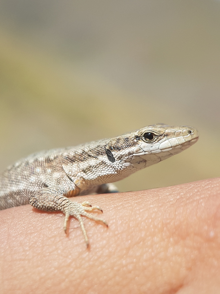 Darevskia schaekeli