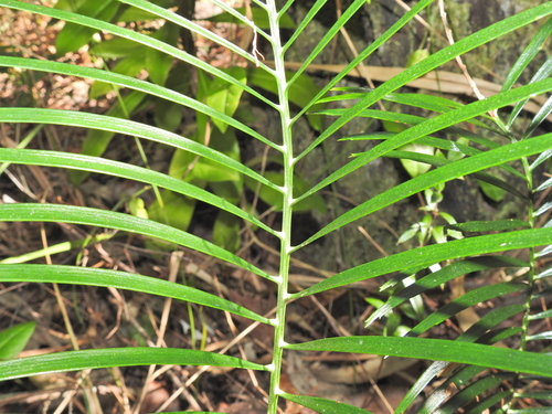 Image of Macrozamia douglasii by (c) Scott W. Gavins, some rights reserved (CC BY)