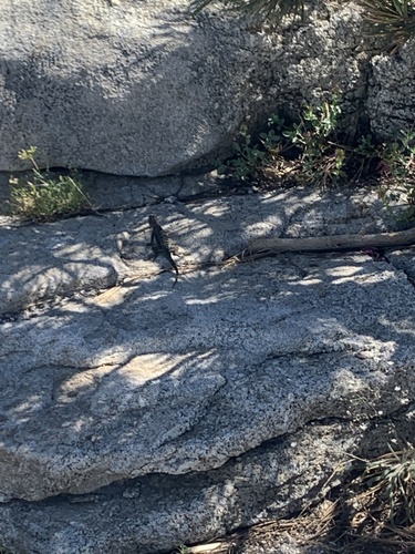 iNaturalist observation photo of Spiny Lizards