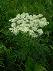 Pleurospermum uralense
