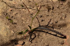 Codonorhiza micrantha