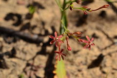 Codonorhiza micrantha