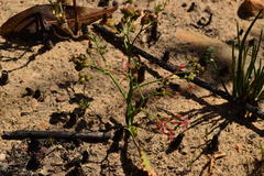 Codonorhiza micrantha