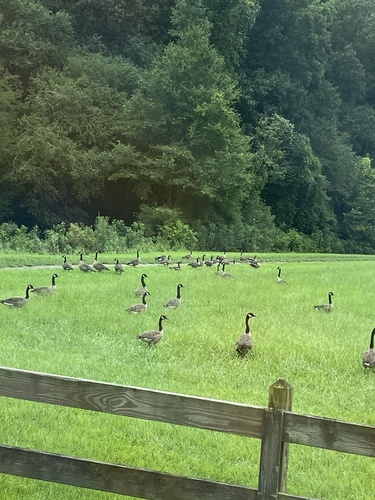 Canada Goose photographed in Georgia