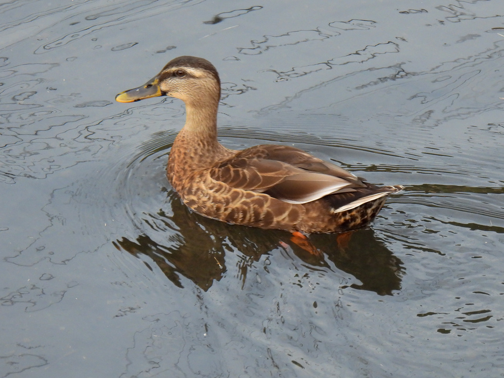 Mallard × Eastern Spot-billed Duck from Osawa, Mitaka, Tokyo 181-0015 ...