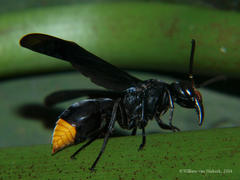 Synagris analis