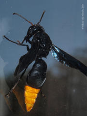 Synagris analis