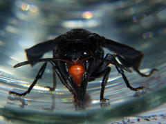 Synagris analis