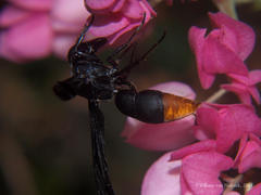 Anterhynchium synagroide