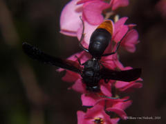 Anterhynchium synagroide