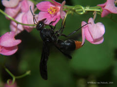 Anterhynchium synagroide