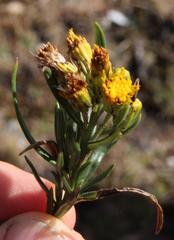 Senecio peruensis