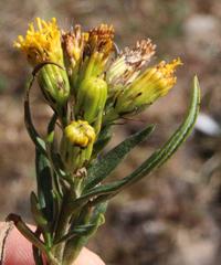 Senecio peruensis