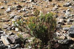 Senecio peruensis