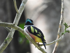 Eurylaimus ochromalus