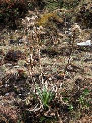 Perezia multiflora multiflora